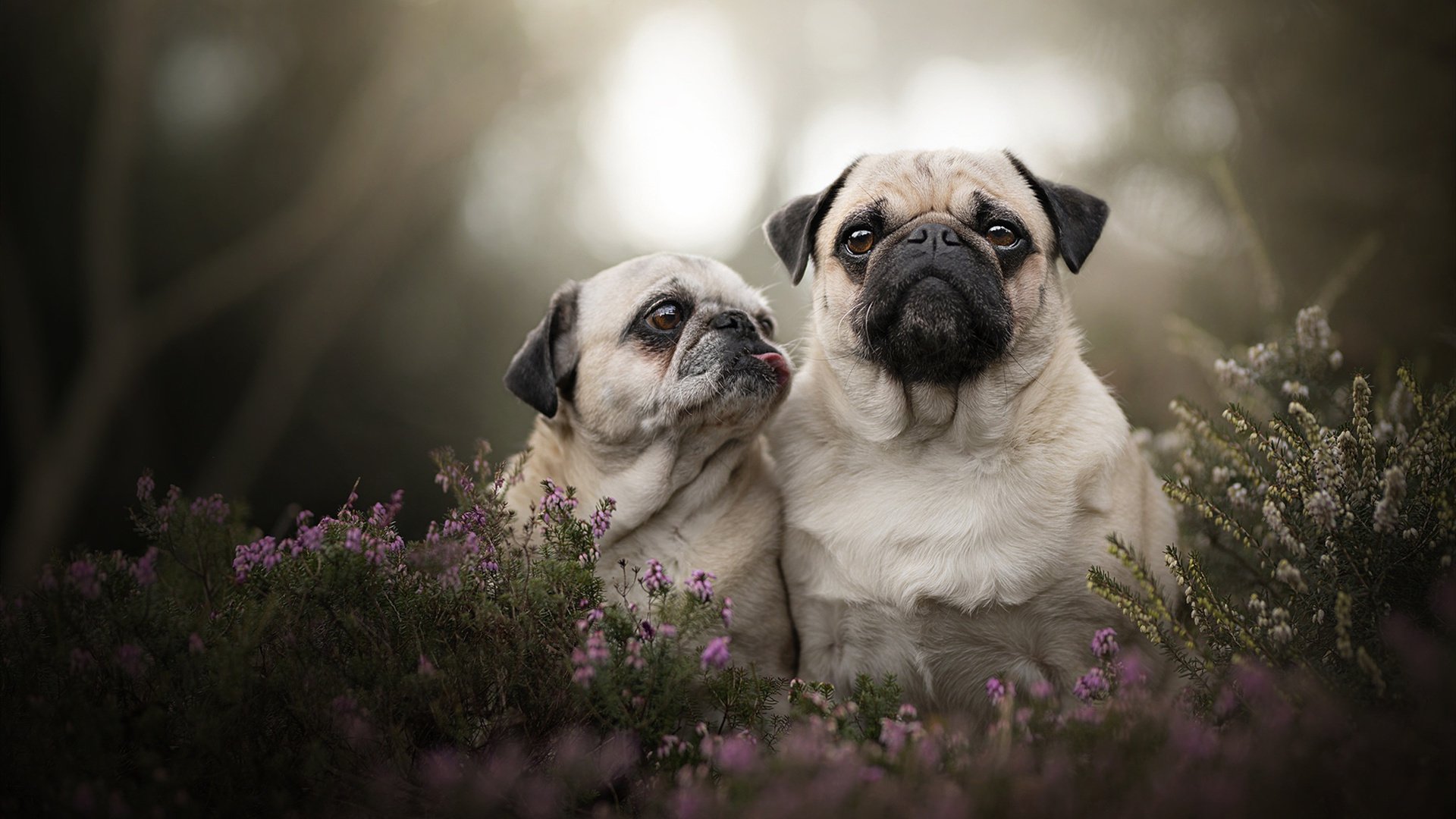 -中国足球公共服务平台正式上线，提供全方位服务，中国足球官方平台