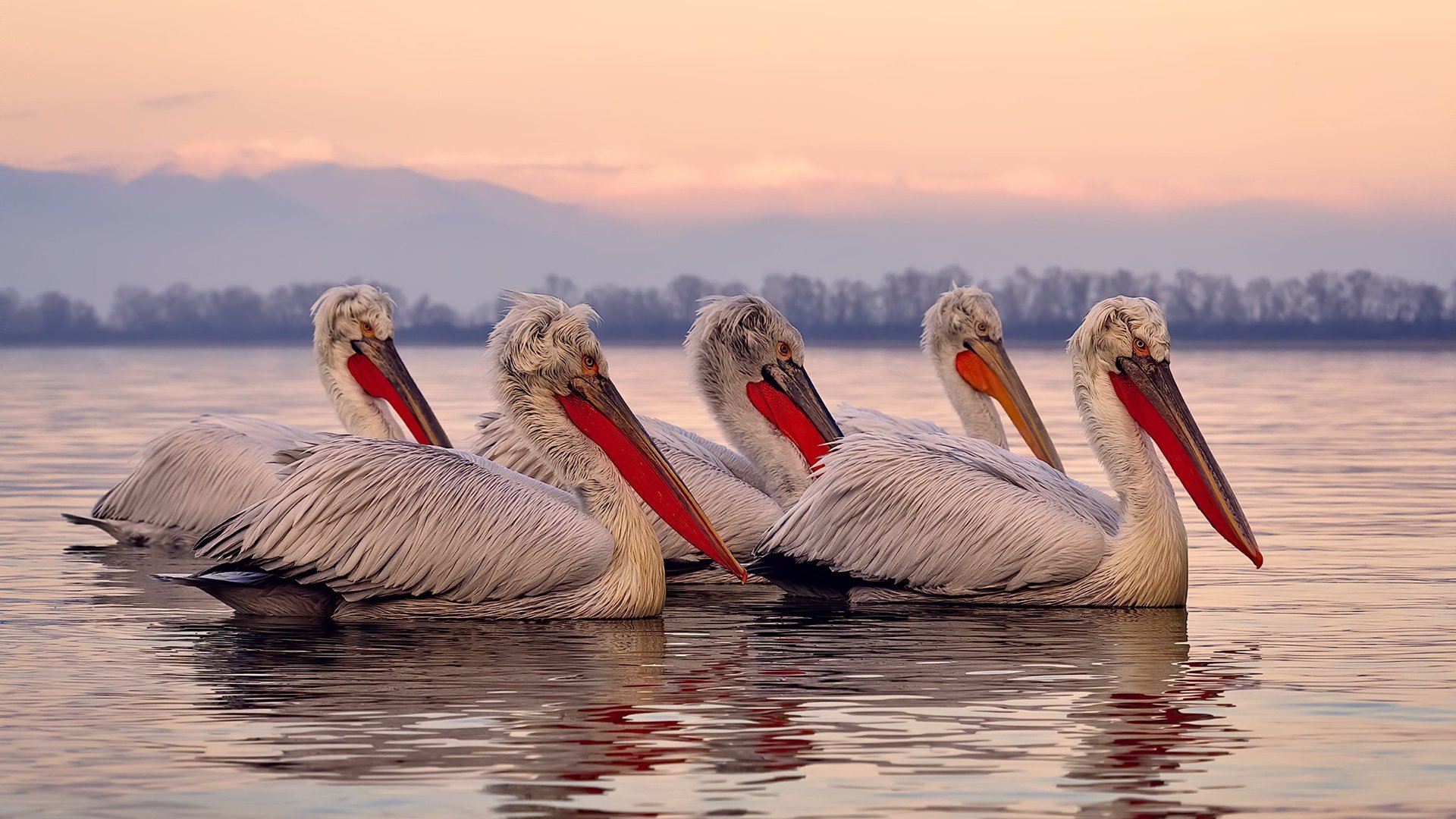 AYX体育官网-光明记忆“未来战士”线上联盟赛，策略对抗全面升级，2020光明未来直播