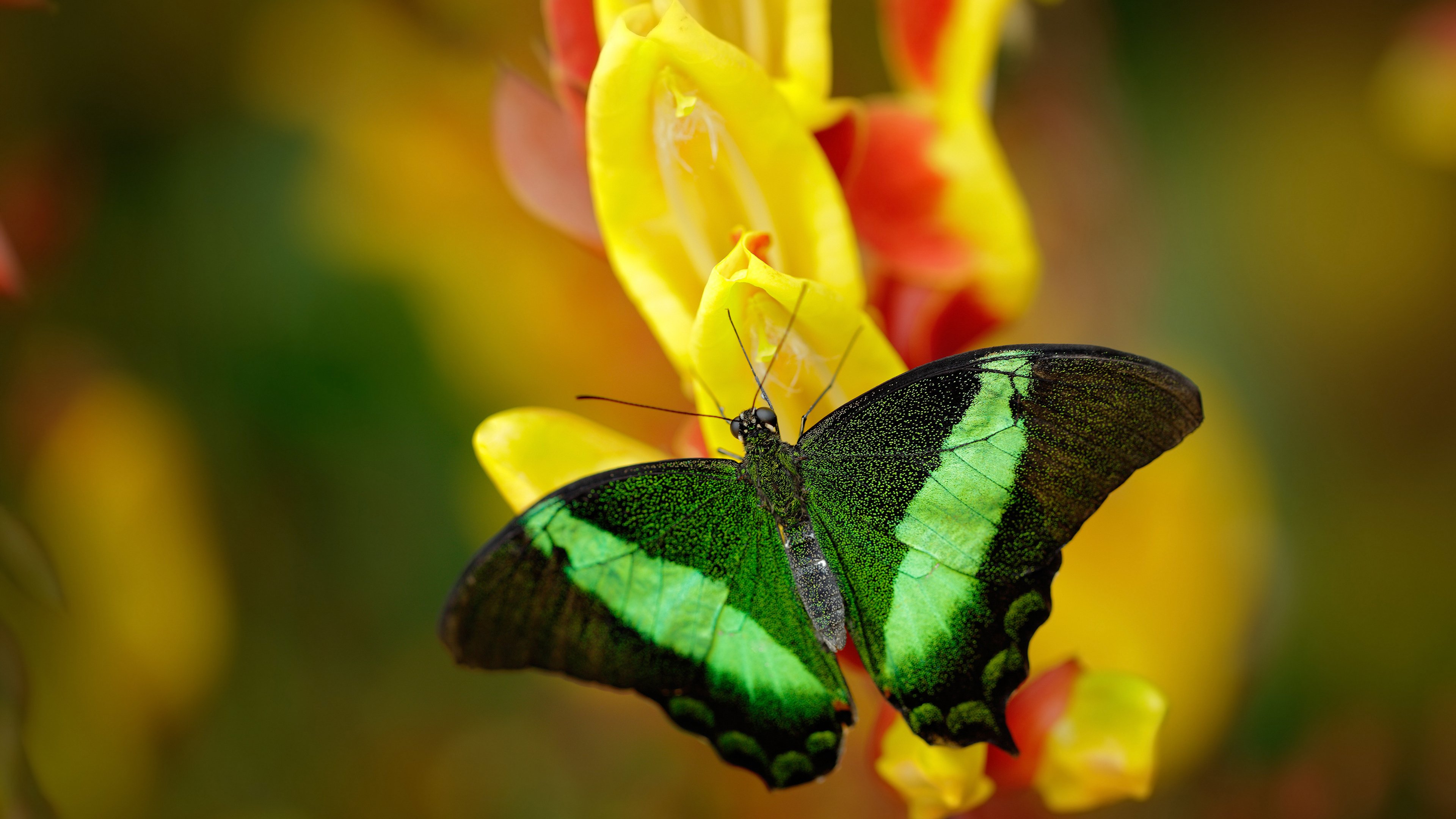 AYX体育官网-球迷“自发打造”：最具创意的比赛现场应援风格，篮球个人应援口号