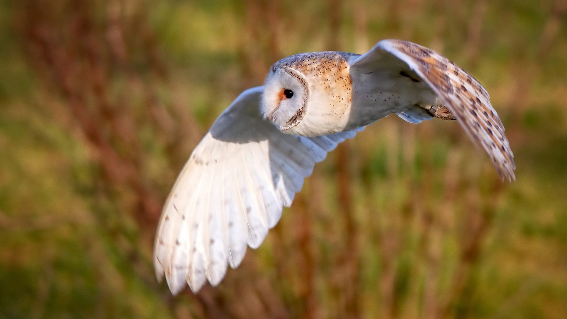 AYX GAMING-EDG关键比赛连胜不断，edg赢了_