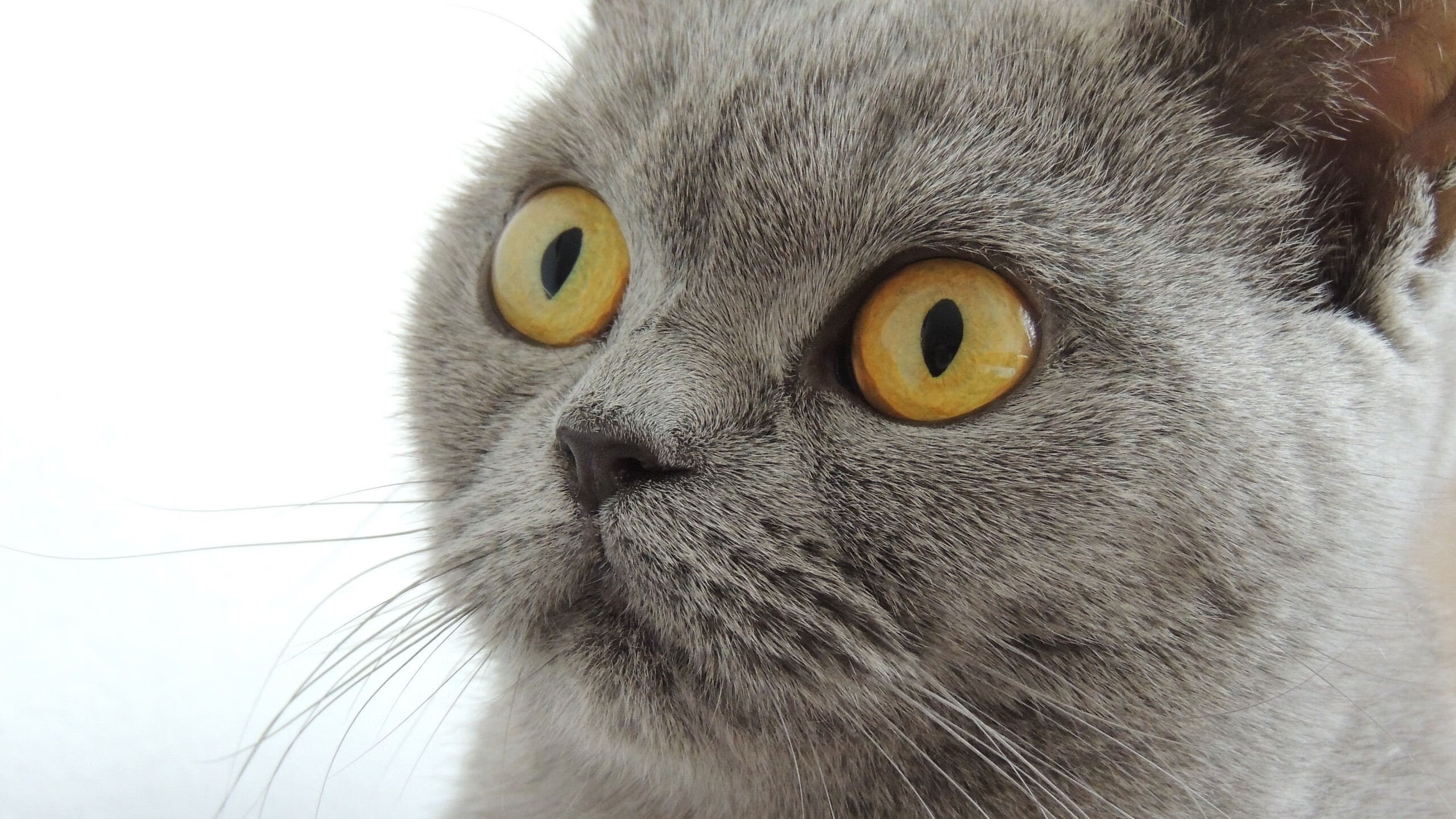 AYX官网-切尔西主场击败西布朗，英超卫冕希望重新燃起，切尔西vs西布朗预测