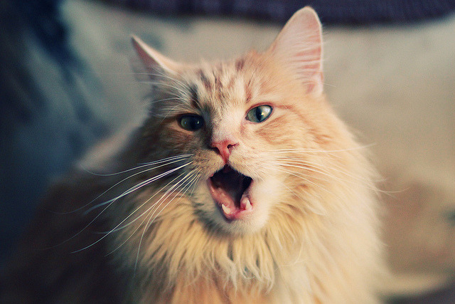 爱游戏 电竞-北美CS_GO内容创作者联手宣传电竞文化，csgo北美选手