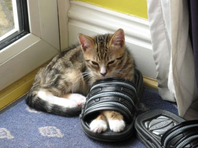 爱游戏体育APP下载-南安普顿中场核心：球队的发动机，南安普顿 球队