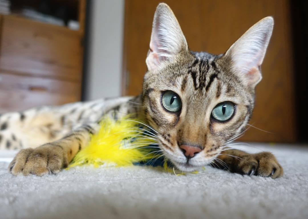 爱游戏官网-多特蒙德勇夺三分，逼近联赛榜首，多特蒙德比赛分析