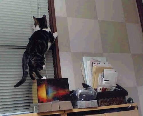 爱游戏 电竞-女足世界杯赛事票务策略，女足世界杯抽签