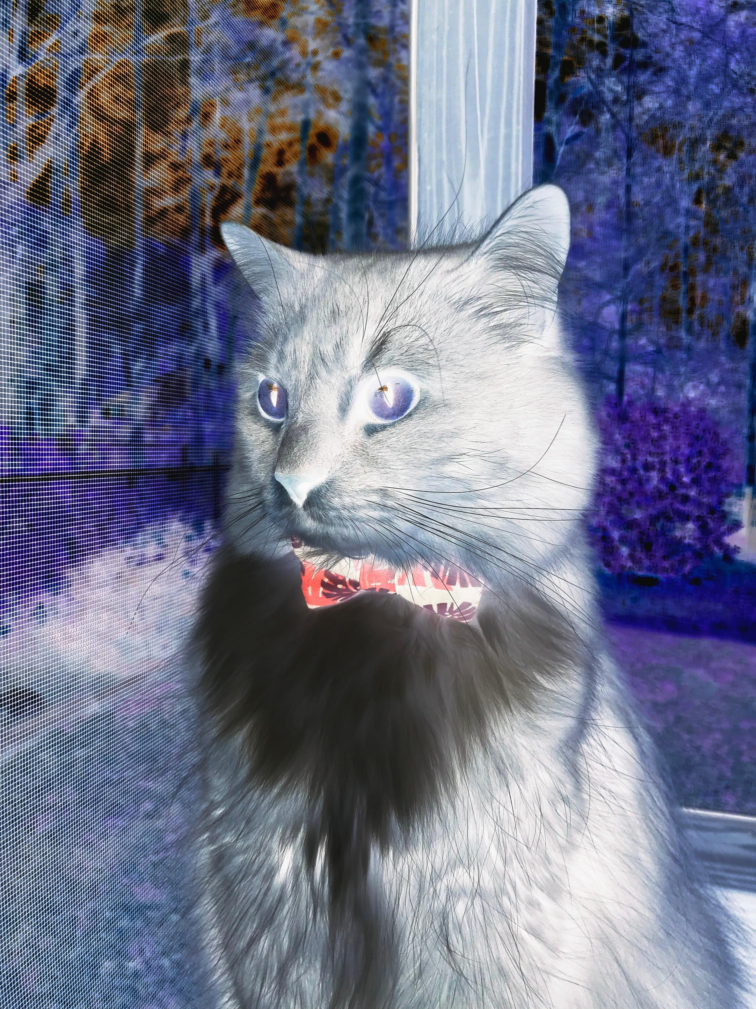 爱游戏 电竞-爱尔兰队在欧预赛中击败对手，晋级希望大增，爱尔兰超级联赛预测