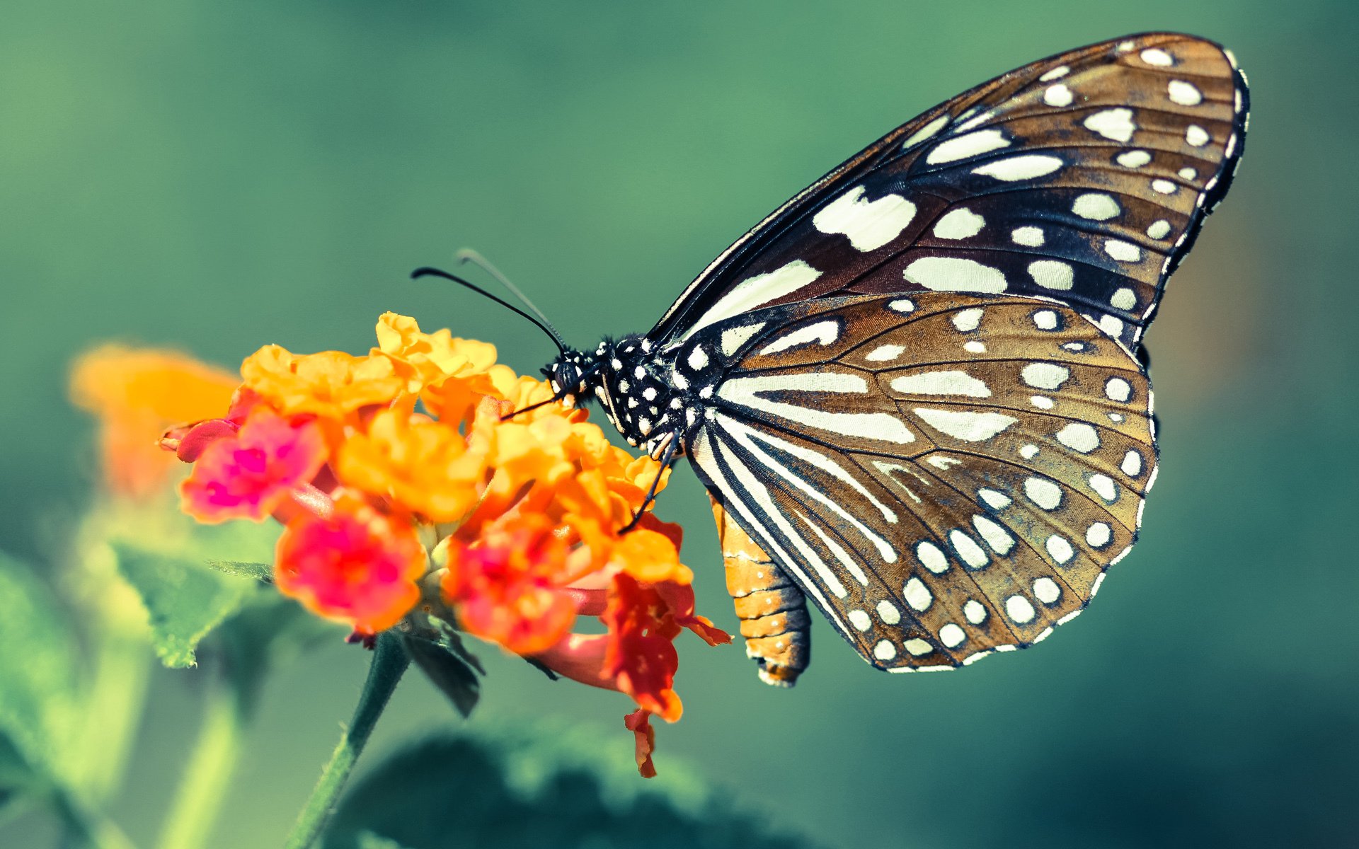 爱游戏平台-纽波特郡阵地战更显成熟，艾克斯球场蓄势待发，纽波特郡vs南安普顿