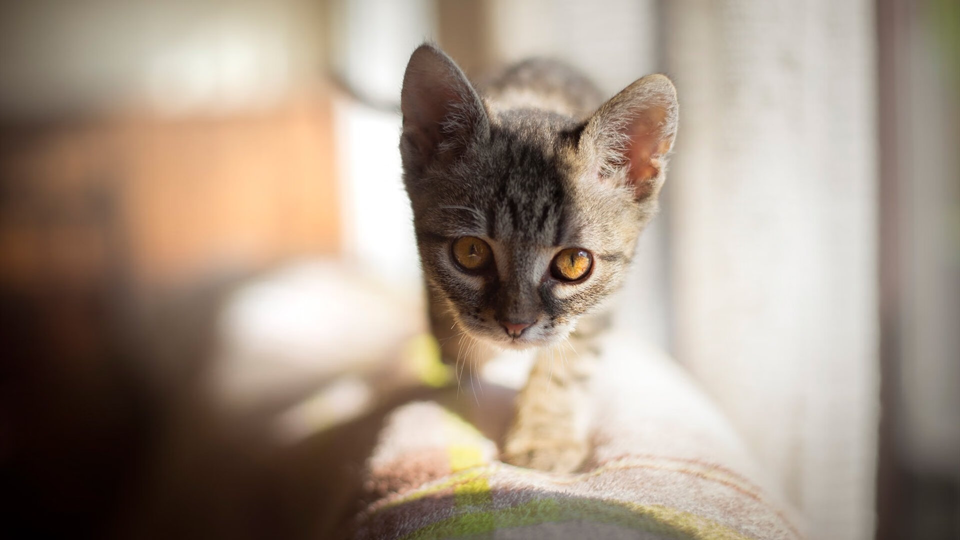 爱游戏 电竞-马赛效力中卫安德烈维拉尤临赛季绝对暂停，安德烈维拉装饰艺术