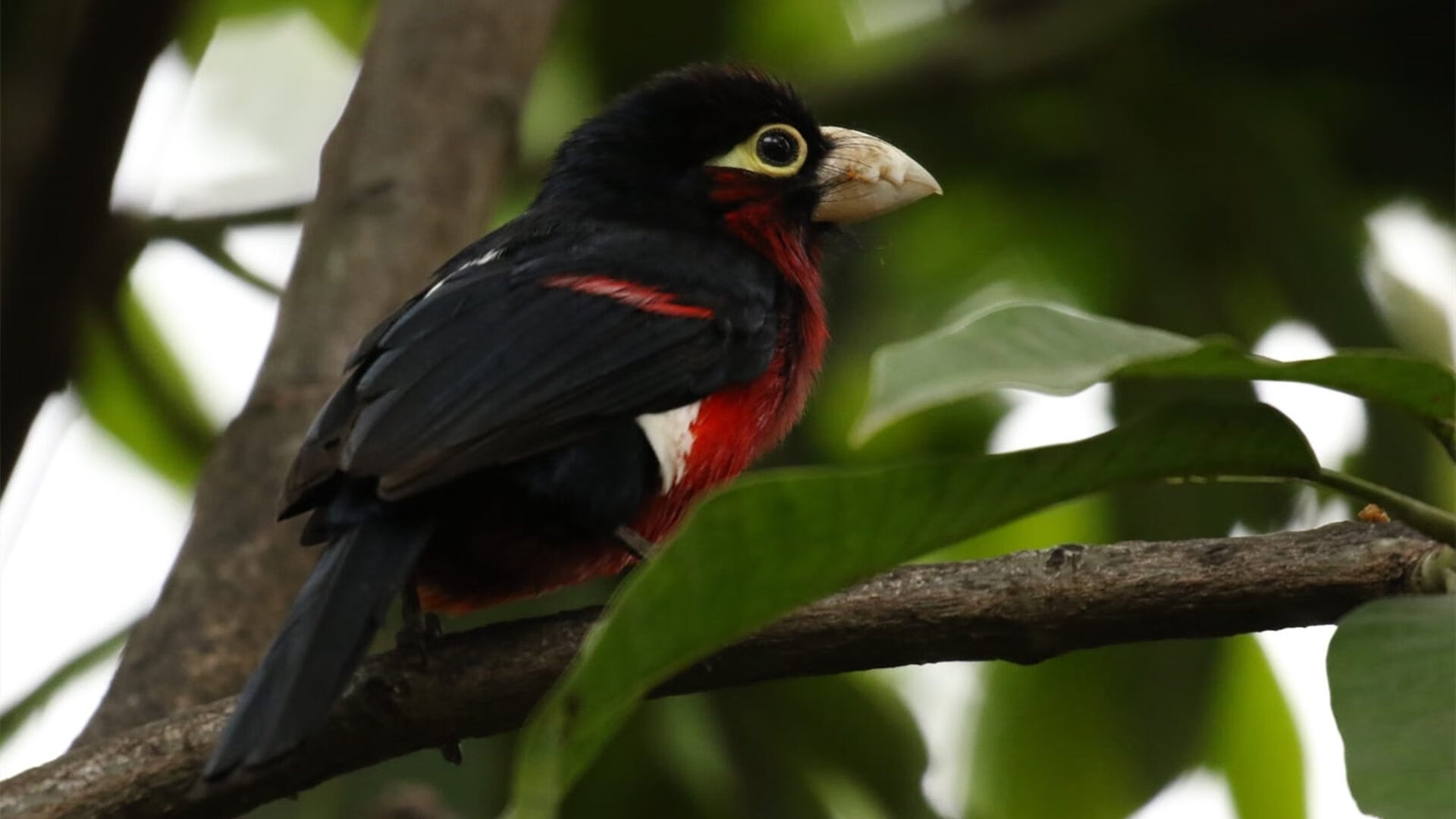 -世俱杯：南美豪门争夺世界冠军荣耀，世俱杯南美球队
