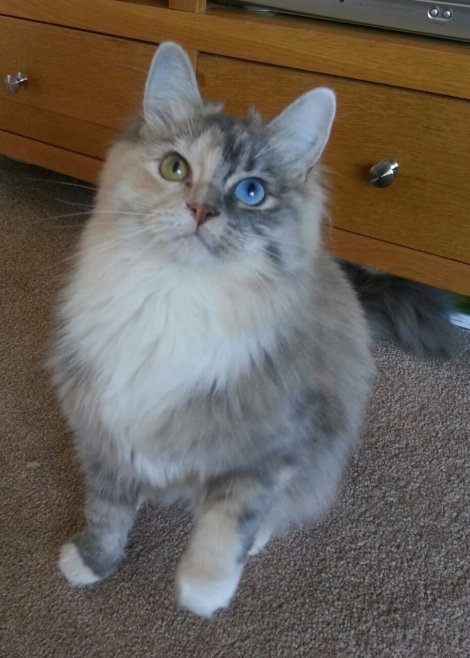 爱游戏官网-中国体操新星首次亮相国际赛场表现不俗，中国体操运动员比赛视频2021