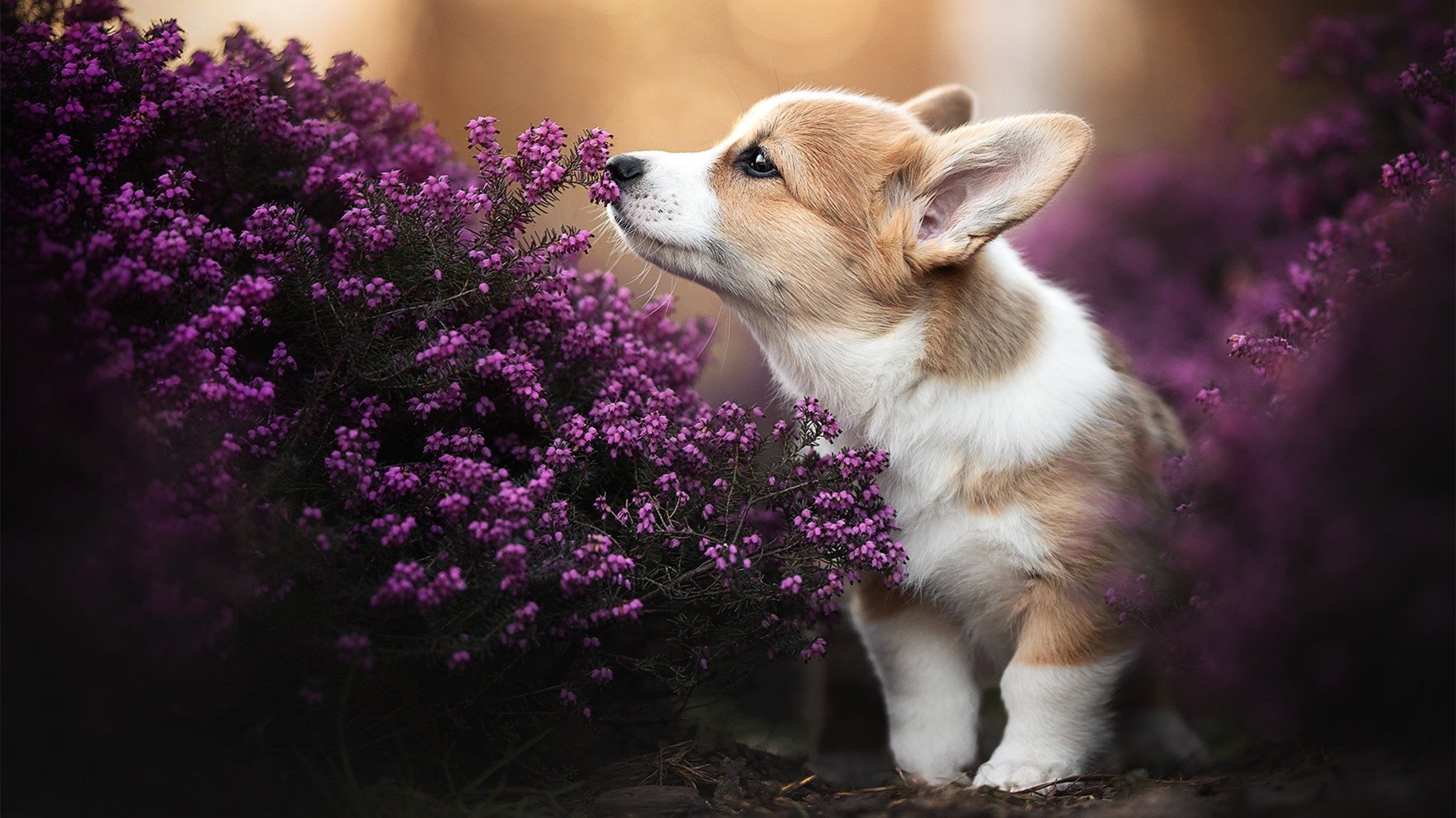 -中国男篮海外拉练总结会提出提升防守执行力关键策略，中国男篮训练视频